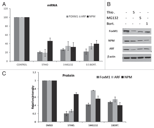 Figure 1 Proteasome inhibitors suppress mRNA and protein expression of ARF and NPM. (A) HeLa cells were treated either with DMSO or 5 µM thiostrepton, 5 µM MG132 and 0.5 µM bortezomib for 24 h. Levels of mRNA NPM, p14 ARF and FOXM1 (positive control) were measured using real-time quantitative RT-PCR and normalized with cyclophilin mRNA. The sense/antisense primer sequences were as described, human p14 ARF: 5′-ATG GTG CGC AGG TTC TTG G-3′ and 5′-TGC GGG CAT GGT TAC TGC CTC-3′; FOXM1: 5′-GGA GGA AAT GCC ACA TTA GCG-3′ and 5′-AGG ACT TCT TGG GTC TTG GGG TG-3′; cyclophilin: 5′-GCA GAC AAG GTC CCA AAG ACA G-3′ and 5′-CAC CCT GAC ACA TAA AA C CCT GGG; NPM: 5′-CCA GTG GTC TTA AGG TTG AAG TGT GG-3′ and 5′-TCC AGA TAT ACT TAA GAG TTT CAC ATC-3′. (B) HeLa cells were treated with proteasome inhibitors; 5 µM thiostrepton, 5 µM MG132 and 0.5 µM bortezomib for 24 h as indicated, harvested, and the cell lysates were analyzed for the levels of NPM, p14 ARF and FOXM1 (positive control) with antibodies from Santa Cruz Biotechnology by immunoblotting. β-actin (Sigma) was used as the loading control. (C) Densitometry was performed on scanned immunoblot images using the ImageJ gel analysis tool. The gel analysis tool was used to obtain the absolute intensity (AI) for each experimental band of FoxM1, NPM and ARF. Relative intensity (RI) for each experimental band was calculated by normalizing the experimental AI to the corresponding loading control (β-actin) AI. Columns, mean of three separate experiments; bars, SD.