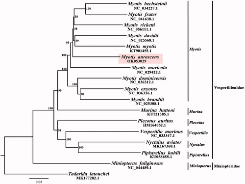 Figure 1. Maximum-likelihood (ML) trees of 17 species based on 12 protein coding genes (except ND6). The accession numbers of species which were downloaded from GenBank and probabilities display in the nodes.