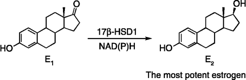Figure 1.  17β-HSD1 catalyzes the reduction of estrone (E1) into estradiol (E2) with the cofactor NADH or NADPH.