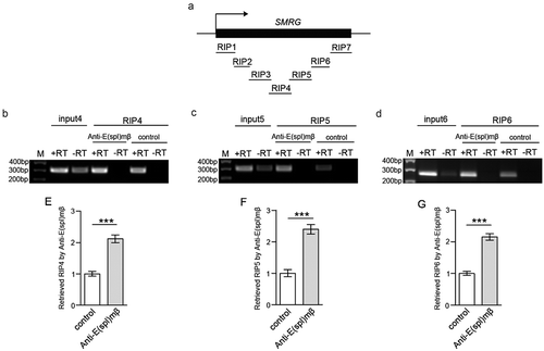 Figure 7. SMRG regions associated with E(spl)mβ were identified.(a) Schematic representation of the SMRG gene showing the transcription start site (arrow). All of the detected truncated coprecipitated SMRG fragments are shown. (b-d), In vivo identification of the SMRG transcript fragments (RIP4-RIP6) associated with E(spl)mβ. M, DNA marker. +RT, reverse transcription. -RT, control for DNA contamination. (e-g), Quantification of the association of RIP4-RIP6 with E(spl)mβ, t(24.602) = −7.714, p≪0.001 (e), t(26) = −7.078, p≪0.001 (f), t(21.067) = −8.391, p≪0.001(G) (Independent- Samples T test). ***p < 0.001. Error bars indicate the SEM.