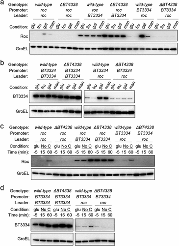 Figure 2. BT4338 governs Roc levels via its 5’ mRNA leader. (a) Western blot analysis of Roc from engineered strains harboring the roc leader and ORF positioned downstream of its native (GT530) or heterologous (GT670) promoters, or strains with the native roc promoter upstream of a heterologous 5’ leader region (GT665) in strains encoding BT4338 or a BT4338-deficient background (GT3509, GT3511, and GT3510, respectively) grown in minimal media containing 0.5% glucose (glu), fructose (fru), galactose (gal), or mannose (man) as the sole carbon source. (b) Western blot analysis of BT3334 from engineered strains harboring the BT3334 promoter and ORF flanking either the BT3334 (GT534) or roc (GT663) leaders in isogenic strains encoding BT4338 or in a BT4338-deficient background (GT3512 and GT3514, respectively) grown in minimal media containing 0.5% glucose (glu), fructose (fru), galactose (gal), or mannose (man). (c) Western blot analysis of Roc from strains described in (a) during mid-exponential growth in glucose (glu, −5) or 15-, and 60- minutes following exposure to carbon limitation conditions. (d) Western blot analysis of BT3334 from strains described in (b) during mid-exponential growth in glucose (glu, −5) or 15-, and 60-minutes following exposure to carbon limitation conditions. Blots were probed using anti-HA and anti-GroEL antibodies.