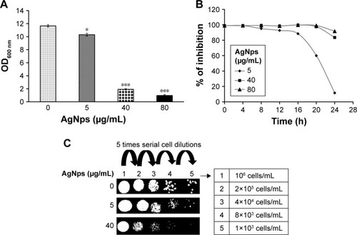 Figure 3 Antifungal activity of AgNps. (A) Determination of OD600 nm by broth microdilution method for Candida cells grown at 30°C in the absence (control) and presence of 5, 40, and 80 μg/mL AgNps, respectively. The values are mean ± SD of three independent sets of experiments. The * represents p<0.05 and *** represents p<0.001 with respect to control. (B) Dose-dependent percentage inhibition determined by broth microdilution method for Candida cells grown at 30°C in the presence of 5 μg/mL (♦), 40 μg/mL (■), and 80 μg/mL (▲) AgNp, respectively. (C) AgNp susceptibility profile determined by spot assay for Candida cells grown in the absence and presence of 5 and 40 μg/mL AgNp, respectively.Abbreviations: AgNp, silver nanoparticle; OD, optical density.