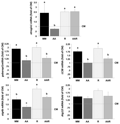 Figure 6. Effect of AA with or without rapamycin on the expression of several autophagy-related genes in trout myoblasts. Four-day cultivated cells were incubated in a serum- and AA-deprived medium for 30 min and then preincubated for 30 min with or without 100 nM rapamycin. Afterwards, the culture mediums were replaced for 24 h with a serum- and AA-rich medium (complete medium group, CM), a serum- and AA-free medium (minimal medium group, MM; rapamycin group, R) or a medium containing amino acids (amino acids group AA and amino acids plus rapamycin group AAR). Atrogin1, LC3B, gabarapl1, atg12l and atg4b mRNA levels were estimated using real-time RT-PCR. For each treatment, six replicates were performed. Expression values were normalized with Rps29 expressed transcripts. Results are expressed as fold of the CM group and presented as means ± SEM, n = 6 (mean of 6 replications). They were analyzed by one-way ANOVA followed by Student Newman–Keuls test for multiple comparison (p < 0.05). Different letters represent significantly different values.