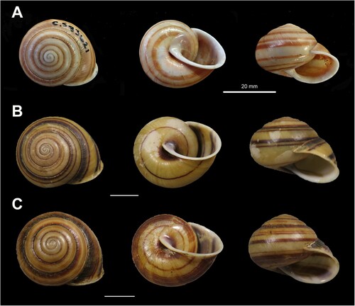 Figure 36. Shell variation in Figuladra challisi. A, AMS C.583621, Helix challisi (Cox, 1873), Keswick Id, MEQ, lectotype; B, QMMO86828, Keswick Id, MEQ; C, QMMO86829, St Bees Id, MEQ. Scale bars = 10 mm or as indicated. Image A: Australian Museum.