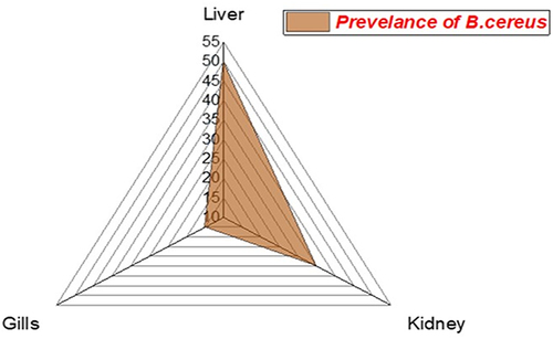 Figure 3 The radar illustrates the distribution of B. cereus among the internal organs of the examined M. seheli.