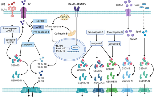 Figure 1 The mechanism of pyroptosis. Pyroptosis involves canonical, non-canonical, and other pathways. NLRP3 inflammasome activation requires DAMPs or PAMPs to trigger the NF-κB-mediated upregulation the transcription of of NLRP3, pro-IL-1β and pro-IL-18. The formation and modification of NLRP3 inflammasomes by potassium efflux, the generation of reactive oxygen species (ROS), and cathepsin B released by lysosomal damage. Caspase-1 is triggered by the inflammasome and pro-IL-1β/pro-IL-18 is converted to IL-1β/IL-18 via caspase-1. Simultaneously, caspase-1 cleaves GSDMD and releases the GSDMD-NT. The GSDMD-NT fragment forms pores on the cytomembrane and promotes the secretion of the inflammatory cytokines, IL-1β and IL-18, resulting in plasma membrane rupture, cellular swelling, and eventually pyroptosis. LPS from gram-negative bacteria can access the cell cytoplasm via TLR4 receptor-mediated endocytosis and bind directly to caspase-4/5/11. Activated caspase-4/5/11 cleaves GSDMD into a GSDMD-NT fragment to induce cell membrane pore formation and initiate pyroptosis. This process can also cause NLRP3 activation by potassium efflux via nonselective pores. The cysteine protease (SpeB) from group A Streptococcus (GAP) can cleave GSDMA, triggering pyroptosis. The cleavage of GSDMA by the cysteine protease (SpeB), triggers pyroptosis during Streptococcus pyogenes infections. Active caspase-3 cleave GSDME and release GSDME-NT, thereby triggers pyroptosis. Caspase-8 can cleave GSDMD, GSDME, and GSDMC, to trigger pyroptosis.