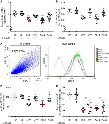 Figure 11 Oral L-TAMS attenuates magnesium deficits but not estrogen decline in ovariectomized and aged female mice. (A and B) Free Mg2+ concentrations in the plasma ((A), n = 6–8 per group) and CSF ((B), n = 5–6 per group) in indicated groups are shown. (C and D) Representative flow physical diagram (C) and scatter diagram (D) show the level of intracellular free magnesium of DRG neurons (assessed as mean fluorescence intensity of 30,000 cells per mice) (n = 5–6 per group). (E) The plasma concentration of 17 β-Estradiol in each group was measured by ELISA (n = 5–6 per group). The data were analyzed by one-way ANOVA with Tukey’s test. *P<0.05, **P<0.01, ***P<0.001, vs Sham (Sh); #P<0.05, ##P<0.01, vs OVX; $P<0.05, $$P<0.01, vs Aged.