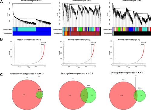 Figure 2 Screening of core genes at each stage. (A) Construction of weighted gene co-expression network and division of co-expression modules. (B) Screen for genes at core positions in co-expression modules. (C) The intersection of staged DEGs and genes at core positions was regarded as core genes.