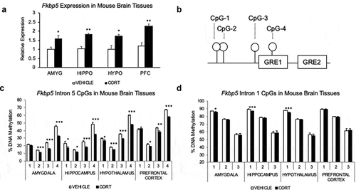 Figure 1. Glucocorticoid exposure leads to gene expression and DNA methylation changes in the Fkbp5 locus in multiple brain regions. (a). Four-week corticosterone (CORT) treatment leads to an increase in Fkbp5 expression in all four brain regions examined: amygdala (AMYG), hippocampus (HIPPO), hypothalamus (HYPO), and prefrontal cortex (PFC). (b). Spatial organization of four CpG dinucleotides assayed by bisulphite PCR and pyrosequencing for DNA methylation. CpGs are located within the fifth intron of the Fkbp5 gene and are adjacent to two tandem GREs. (c). CORT-induced loss of methylation at the four intronic CpGs in four brain regions examined. (d). Absence of methylation changes at three CpGs located in the first intron of Fkbp5. N = 4 per group. Bar graphs are represented as mean ± SEM, and statistical significance was determined by Student’s t-tests: *p < 0.05, **p < 0.01, and ***p < 0.001