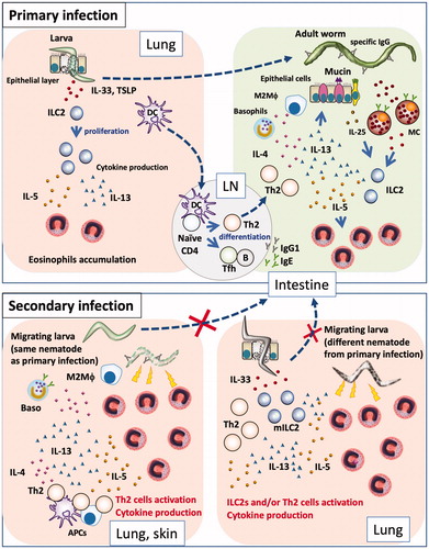 Figure 1. Primary and secondary immune responses in helminth infections. (Primary infection) Nematode infection induces differentiation of Th2 cells to induce Th2-type immune responses, such as mucus production and mastocytosis, as well as proliferation and accumulation of eosinophils and basophils, production of nematode antigen-specific antibodies, and differentiation of M2 macrophages. Some nematodes are expelled by these effectors, while others evade these effectors and develop chronic infection. Some nematodes exhibit a lung stage before they become adults in the intestines. When larvae penetrate the lung, they damage lung tissue, which leads to the release of epithelial cell-related cytokines (e.g., IL-33, TSLP, and IL-25) from epithelial and stromal cells; these cytokines induce proliferation of group 2 innate lymphoid cells and subsequent production of cytokines (e.g., IL-5 and IL-13), resulting in the accumulation of eosinophils. Thus, nematode infection induces pulmonary eosinophilia at 1–2 weeks after infection. However, eosinophils cannot damage larvae in the lungs, because nematodes have already moved to the intestines and developed into adult worms. (Secondary infection) If a host is re-infected by a species of nematode that it has previously encountered, Th2 cells and antibodies respond to the parasites robustly and promptly, thus trapping and damaging them at the sites of infection (e.g., skin) and at the lungs, through the actions of effector cells such as basophils and macrophages, prior to migration of the larvae to the intestines. If a host is infected by a species of nematode that it has not previously encountered, Th2 cells and antibodies cannot respond to the parasite antigen with effectiveness similar to that of the response to the sensitizing parasite; thus, the larvae can migrate to the lungs. Following tissue damage by migrating larva, stromal cells produce IL-33. The lungs of an infected host have large numbers of Th2 cells and/or ILC2s, which rapidly react to IL-33 by producing Th2 cytokines. Thus, infected hosts exhibit non-antigen-specific resistance by attacking migratory larvae through the actions of rapidly accumulated eosinophils.