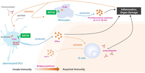 Figure 1. Mechanism of E6742 inhibition in SLE pathology. TLR7 and 8 recognize single-stranded RNA. TLR7 and TLR8 are selectively expressed on plasmacytoid dendritic cells (pDCs), monocytes. TLR 7/8 are also involved in the production of inflammatory cytokines such as IFN-α and the production of autoantibodies. Simultaneous inhibition of TLR7/8 by E6742 may enable SLE disease control, to include the prevention of organ damage. BAFF: B cell-activating factor; IFN: interferon; IL: interleukin; TLR: toll-like receptor.