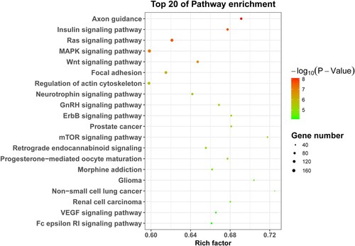 Figure 5. KEGG pathway analyses of DEtsRNAs. The top 20 of KEGG pathway enrichment. Left was the name of the pathway. The size of the dot indicates the number of targets of DEtsRNAs. The color shade indicates the p-value size.