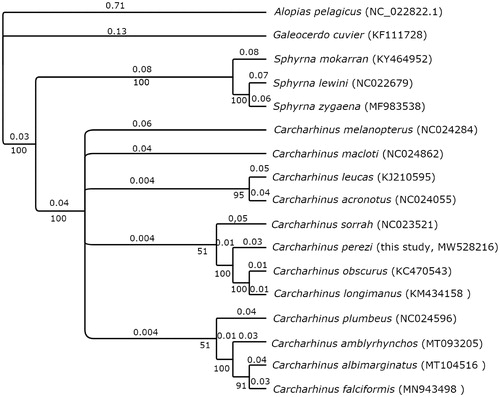 Figure 1. Bayesian inference tree of the phylogenetic relationships among 16 shark species within the Order Carcharhiniformes. Outgroup species Alopias pelagicus is from Order Lamniformes. Numbers on branches indicate posterior probabilities in percentage and branch length is proportional to the amount of genetic change (nucleotide substitutions per site). The new sequence for the Caribbean reef shark Carcharhinus perezi is included. GenBank accession numbers for each sequence are in parentheses.