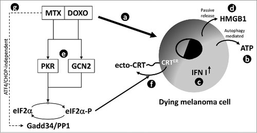 Figure 7. Schematic representation of signaling pathways stimulated by MTX or DOXO in melanoma cells. The pro-ICD drugs MTX and DOXO are able to stimulate the cell death program in melanoma cells (a); concomitantly, both drugs induce an autophagy- (mainly) and caspase- (with less extent) dependent active release of ATP (b), the upregulation of type I IFN genes (c) and a passive release of HMGB1 (d) in the extracellular compartment. The two drugs are also able to stimulate the activation of PKR and GCN2 (e) resulting in eIF2α phosphorylation and mediating the translocation of the ER resident calreticulin (CRT) on to cell surface (f). Interestingly, MTX but not DOXO up-regulates Gadd34 (g) in an ATF4/CHOP-independent manner. This factor, together with PP1, controls the P-eIF2α/eIF2α ratio.