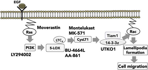 Figure 2. Signaling mechanism for cancer cell migration elucidated by using chemical inhibitors.