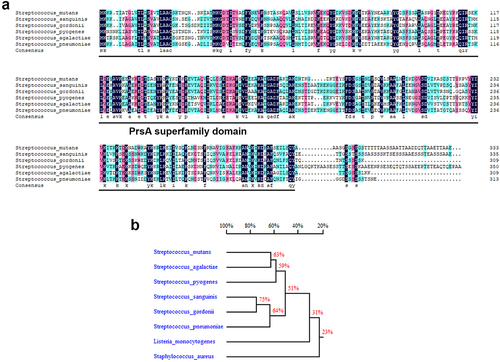 Figure 1. PrsA amino acid sequence conservation among pathogenic streptococci. (a) Alignment of the PrsA amino acid sequences from pathogenic streptococci. The sequences were obtained from the NCBI database. A high degree of sequence conservation was observed. (b) Homology tree of PrsA amino acid sequences from pathogenic streptococci.