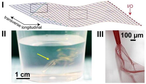 Figure 3. (I)16-channel mesh electronics with electrodes (bold black square) and input/output (I/O) pads. (II) Mesh electronics probe (arrow) in aqueous saline solution. (III) Mesh electronics partially ejected through glass needle (inner diameter = 95µm). Reprinted with permission from Hong et al. (Citation2018); Copyright 2018 American Chemical Society.