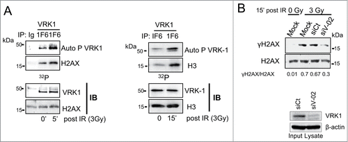 Figure 3. Effect of ionizing radiation on histone phosphorylation. (A) Endogenous VRK1 activated by IR phosphorylates H2AX (left panel) and H3 (right panel). Endogenous VRK1 was immunoprecipitated from A549 or MCF-7 cells. A control immunoprecipitation was carried out with αAU5 antibody. The immunoprecipitated VRK1 was used in an in vitro kinase assay using as substrate recombinant H2AX (left) or H3 (right). (B) Specifity of H2AX phosphorylation by VRK1 induced by IR. To demonstrate the specifity of H2AX phosphorylation, A549 cells were transfected with siRNA control (siCt) or siRNA for VRK1 (siV1-02).VRK1 was immunoprecipitated and used in a kinase assay. Expression of VRK1 is shown at the bottom and γH2AX phosphorylation was evaluated by immunoblots after histone acidic extraction with a phospho-specific antibody.
