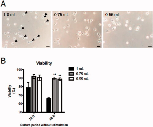 Figure 4. Effects of injected buffer volume on mAM viability during culture. Isolated mAM were seeded in uncoated dishes and cell viability assessed. (A) Viability assessed via cell morphology 24 h after seeding and by (B) LDH assay 24 and 48 h after seeding. Data shown in (B) are means (± SEM) of three independent experiments. Significance between 1.0 ml and other groups assessed by one-way ANOVA and Dunnett’s multiple-comparison test. **p < 0.01 versus the 1.0 ml group.