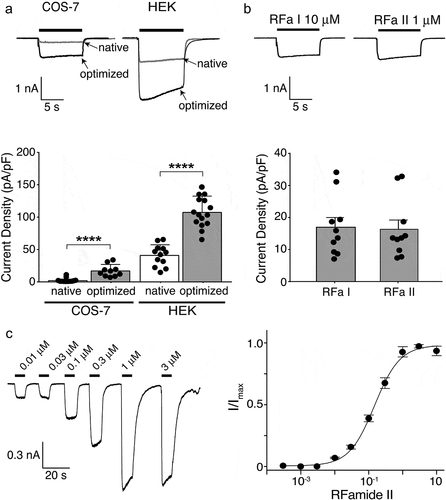 Figure 3. Electrophysiological characterization of codon-optimized HyNaC2/3/5 in HEK 293 cells. A) Top, representative current traces of native (gray trace; current elicited by 10 µM RFamide I) and codon-optimized (black trace; current elicited by 1 µM RFamide-II) HyNaC2/3/5 expressed in COS-7 cells (left) or HEK cells (right); all cells had similar capacitances (~20 pF). Bottom, current densities of native and codon-optimized HyNaC2/3/5 (mean ± SD). n ≥ 10 for each cell line; ****, p < 0.0001 (unpaired t-test). Data for native HyNaC expressed in COS-7 cells are from Figure 1. B) Top, representative currents of codon-optimized HyNaCs expressed in COS-7 cells elicited by 10 µM RFamide I or 1 µM RFamide II. Bottom, current densities after activation with the two peptides (mean ± SD). n = 10, p = 0.87 (unpaired t-test). C) Left, representative currents of codon-optimized HyNaC2/3/5 elicited by different concentrations of RFamide II. Right, concentration–response curve. Error bars represent S.D. The line represents a fit to the Hill equation. n = 8