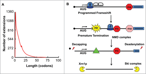Figure 2. −1 PRF signals function as mRNA destabilizing elements. (A) Data from the programmed −1 ribosomal frameshift database (prfdb.umd.edu) plotting the number of −1 frame encoded C-terminal extensions (y-axis) versus their lengths in codons (x-axis) reveals that >99% of −1 PRF events direct ribosomes to termination codons within 30 codons. (B) Model: a −1 PRF event directs a ribosome to a premature termination codon. This triggers recruitment of the Nonsense Mediated mRNA Decay (NMD) complex to the mRNA, clearing the ribosome and initiating deadenylation of the 3’ end followed by decapping of the 5’ end. . The mRNA then becomes a substrate for exonucleolytic degradation.