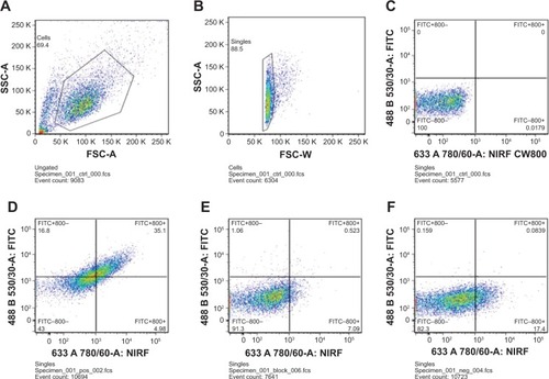 Figure 4 In vitro investigation of 800ZW–SPION@dSiO2–YY146 conjugation.Notes: FACS analysis of 800ZW–SPION@dSiO2–YY146 conjugation in MKN45 (CD146 positive) cells after 30 minutes incubation and subsequent washing. (A) Whole cells FACS distribution; (B) analysis gate for the single cells. (C) Control group: cells are all located at the NIRF channel negative. (D) Target group: 40.08% cells are labeled by NIRF dye; (E) blocking group: the labeled cells drop to 7.532% after YY146 blocking; (F) negative group: 17.4839% labeling in the negative group.Abbreviations: SPION, superparamagnetic iron oxide nanoparticles; FACS, fluorescence activated cell sorter; NIRF, near infra-red fluorescence; SSC, side scatter; FSC, forward angle light scatter; FITC, fluorescein isothiocyanate.