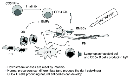 Figure 1. Model for an additional mechanism of action of imatinib mesylate. Imatinib mesylate would contribute to the renewal of the whole bone marrow microenvironment, due to the “normalization” of hematopoietic precursors, able to give rise to healthy bone marrow stromal cells (BMSC), fibroblasts (FB), osteoblasts (OB) and endothelial cells (EC), thus rebuilding the BM “niche.” Normal production of bone morphogenetic proteins (BMP), B lymphocyte activating factor of the tumor necrosis factor family (BAFF) and stromal derived factor-1 (SDF-1) by normal BMSC, FB, EC, would remodel the microenvironment and participate into the development of the B cell population producing tumor-reactive IgM.