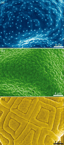 Figure S5. SEM images of the finer surface features of the three pollen surfaces used. (a) Pimelea linifolia ssp., (b) Gravillea ‘Red Sunset’ and (c) Acacia fimbriata.