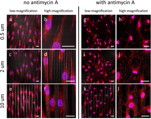 Figure 9. Fluorescence confocal micrographs of cells incubated in baseline media without antimycin A (a-f) and with antimycin A (g-l). Cells were plated on three comb structures: 0.5 μm (a, b, g, h), 2 μm (c, d, I, j), and 10 μm (e, f, k, l). For each structure, images were record at low- (a, c, e, g, i, k) and high-magnification (b, d, f, h, j, l). Initial cell concentrations were maintained at 1 x 105 cells/mL. Cells incubated on the engineered surfaces for 72 hours. DNA is in blue, mitochondria are in red, tungsten lines appeared in gray. Scale bars correspond to 20 μm.