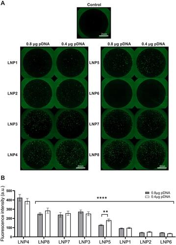 Figure 2 LNP4 showed the highest GFP expression through in vitro screening of LNPs mini-library formulations in cardiomyocytes. (A) Fluorescence photomicrographs of cardiomyocytes 48 h after transfection with 0.4 and 0.8 µg of pDNA loaded in LNPs. (B) Quantification of GFP expression in cardiomyocytes transfected with LNP1-8 at different doses. Data are plotted as mean ± SEM. **p<0.01, ****p<0.0001 by t-test for GFP fluorescence comparison of pDNA quantity and one-way ANOVA followed by Dunnett’s Multiple Comparison post hoc test for GFP of different LNPs compared with the LNP4.