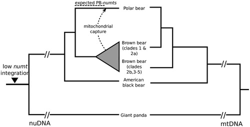 Figure 1. Phylogeny of bears reconstructed by nuclear DNA (nuDNA, left side) and mtDNA (right side). The left phylogeny reflects the speciation history of bears. About 160 kya, the original polar bear mtDNA lineage was replaced by brown bears (dashed arrow) causing the observed paraphyly of brown bears in the mtDNA phylogeny (right side). Dashed lines above the nuDNA phylogeny indicate the timeframe for potential integration of numts that represent the original polar bear mtDNA (PB-numts) and the observed reduction of numt integration in Ursidae.