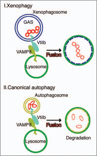Figure 2 SNARE proteins VAMP8 and Vti1b fuse xenophagosomes/canonical autophagosomes with lysosomes. Intracellular GAS organisms are entrapped within xenophagosomes, then xenophagosomes undergo a stepwise maturation process that consists of a fusion event with lysosomes, which allows the autophagic vacuole to acquire lysosomal proteases. That fusion is mediated by a combinational complex of VAMP8 and Vti1b from xenophagosomes. Finally, GAS organisms are degraded by xenophagosomes (autolysosomes) possessing lysosomal degradation enzymes. The complex of VAMP8 and Vti1b also mediates the fusion between canonical autophagosomes and lysosomes. Vti1b originates from autophagic vacuoles, whereas VAMP8 is recruited from lysosomes to autophagic compartments prior to fusion.