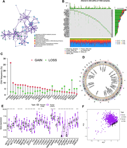 Figure 1 Gene alteration characteristics of 28 m6A regulators in NSCLC. (A) Metascape enrichment networks visualize functionally similar clusters and reveal intra- and inter-cluster correlations. Each color corresponds to a function. (B) Gene alterations in the m6A regulator were present in 263 (25%) of 1052 NSCLC patients. The genes on the left are the 28 regulators, the numbers on the right indicate the frequency of mutations in each regulator, the type of mutation is shown below, and each column in the middle represents each patient. (C) CNV mutation frequencies for 28 m6A regulators in NSCLC. Red represents deletion frequencies and blue represents amplification frequencies. (D) Position of 28 m6A regulators of CNV alteration on chromosomes. (E) Differential expression of 28 m6A regulators between normal and NSCLC samples in the TCGA database. (F) PCA of 28 m6A regulators in TCGA dataset can distinguish tumour and normal samples. **p value < 0.01; ***p value < 0.001.
