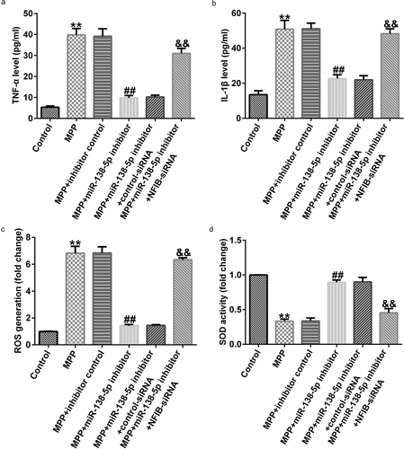 Figure 9. Effects of miR-138-5p inhibitor on inflammation and oxidative stress in PD cell model. SH-SY5Y cells were transfected with the control inhibitor, miR-138-5p inhibitor, miR-138-5p inhibitor + control-siRNA, and miR-138-5p inhibitor + NFIB-siRNA for 48 h following 24 h of stimulation with 1 mM MPP+. The secretion of TNF-α (a) and IL-1β (b) was measured using ELISA. Determination of ROS release (c) and SOD activity (d) in SH-SY5Y cells