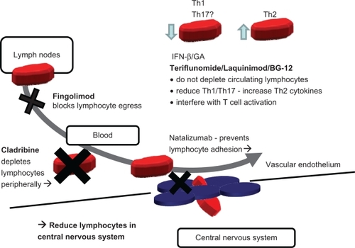 Figure 4 Simplified overview of postulated mechanism of action of standard injectables and new oral therapies. Fingolimod and cladribine reduce available circulating lymphocytes by blockade of lymphocyte egress from lymph nodes (fingolimod), by cytotoxicity and depletion (cladribine). Natalizumab acts by blockade of adhesion and transmigration across the blood–brain barrier. All three drugs (fingolimod, cladribine, and natalizumab), indirectly (fingolimod and cladribine) or directly (natalizumab), reduce the number of lymphocyte in the central nervous system (CNS). In contrast, IFN-β and glatiramer acetate (GA) shift the balance of lymphocytes and modulate cytokine secretion. The newer oral therapies, terifluonamide, laquinimod, and BG-12, do not reduce lymphocytes in the CNS and appear to act in a similar way to IFN-β and GA by modulating cytokines and lymphocyte activation. None of these injectable (IFN-β and GA) and oral (terifluonamide, laquinimod, and BG-12) drugs appear to significantly reduce the numbers of circulating lymphocytes, suggesting an immunomodulatory rather than an immunosuppressive profile.