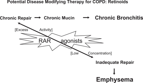 Figure 2 Retinoid acid receptor agonists (RAR agonists) are involved in the pathogenesis of chronic bronchitis due to excess activity of type β RAR agonists involved in mucus production and in the pathogenesis of emphysema when reduced activity of type γ RAR agonists is present.