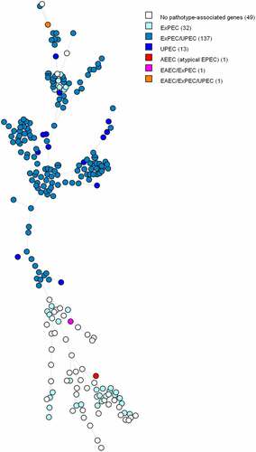 Figure 2. MST based on cgMLST analysis of 234 E. coli blood isolates. The analysis was carried out in Bionumerics. Nodes are coloured per pathotype. In brackets next to the pathotype is the number of strains belonging to that pathotype. Branch length is directly proportional to the allelic difference.