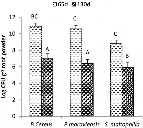 Figure 1. Colony-forming units of endophytic bacteria isolated from Cenchrus ciliaris root powder. Measurements were made from root powder stored at room temperature after 65 and 130 d. Values given are mean of four replicates. Values followed by different letters are significantly different (p = 0.05).
