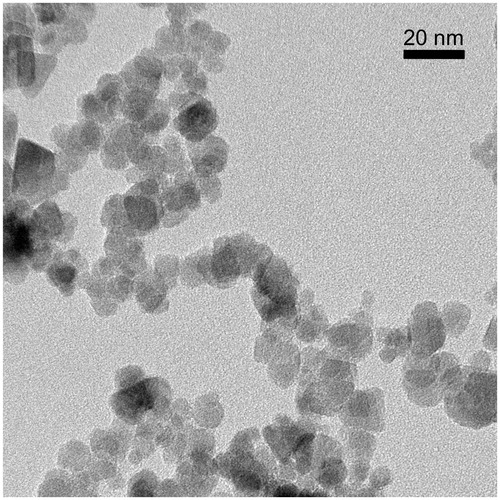 Figure 2. Transmission electron microscopy (TEM) image from commercially available Chemicell Tf-MNPs. This image was acquired on a Jeol JEM-2100 field-emission gun at École Polytechnique de Montréal, Canada. The magnetite particles have a relatively widespread size distribution ranging approximately from 8 to 20 nm in diameter.