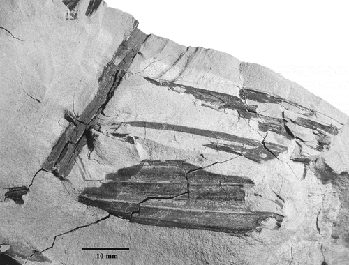 Figure 7. Fossil leaf fragment from locality CH41, specimen 9A (CH41-9A), collected at 74 m above the base of the measured Guang River section (Figure 2).