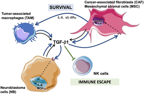 Figure 7. Diagram summarizing the cooperation between CAF and MSC and TAM and NB cells in the TME and their effect on NK cells.