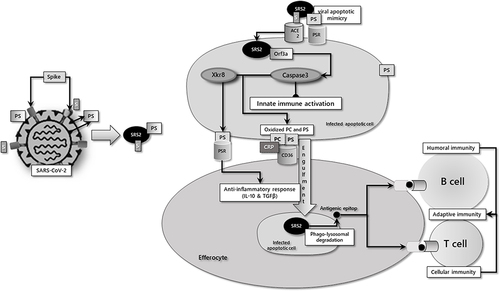 Figure 1 Simplified depiction of the apoptotic/efferocytic process in SARS-COV-2 infection.