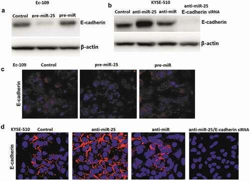 Figure 4. Effect of miR-25 on E-cadherin genes in Ec-109 and KYSE-510 cells.