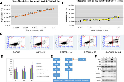 Figure 1 (A) Effect of imatinib on drug sensitivity of GIST882 cell line. (B) Effect of imatinib on drug sensitivity of GIST882-ir cell line. (C) Effect of imatinib and chloroquine on apoptosis of GIST882-ir cell line (after 48h). (D) The effects of Imatinib and Chloroquine on cell viability of GIST882-ir strains after 8h, 24h and 48h. (E) The two essential proliferative intracellular signaling pathways, PI3K/Akt/mTOR and MAPK. (F) Five group Western blot results. 1. GIST882, 2. GIST882-ir, 3. GIST882-ir +im, 4. GIST882-ir +CQ, 5. GIST882-ir +im+CQ.