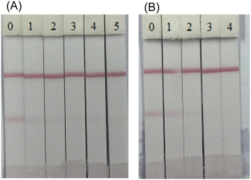 Figure 8. Images of immunochromatographic strip analysis of HES (A) and DES (B) in 0.01 M PBS. The concentrations of HES: (0 = Blank sample, 1 = 0.025 ng/ml, 2 = 0.05 ng/ml, 3 = 0.1 ng/ml, 4 = 0.25 ng/ml and 5 = 0.5 ng/ml); the concentrations of DES: (0 = Blank sample, 1 = 0.1 ng/ml, 2 = 0.25 ng/ml, 3 = 0.5 ng/ml and 4 = 1.0 ng/ml).