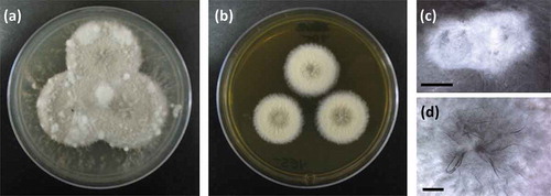 Figure 3. Phenotypic observations of strain RKDO795 (probable Edenia sp.) (a) colony morphology on CYA media (4 wks growth in 9 cm Petri dish) (b) colony morphology on YES media (4 wks growth in 9 cm Petri dish); (c) hyphal aggregate formed on PDA (scale bar = 2 mm); (d) darkened mycelial strands formed at the point of incoculation on YES (scale bar = 2 mm).