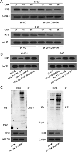Figure 5. LINC01605 regulates USP3 to stabilize IKKβ protein.
