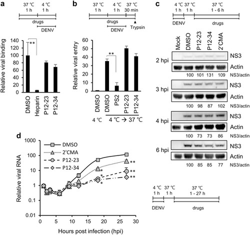 Fig. 2 P12-23 and P12-34 inhibit dengue virus RNA replication.a For the viral binding assay, A549 cells and DENV-2 pretreated with P12-23, P12-34 or heparin were mixed and incubated at 4 ℃ for 1 h. Viral RNA was quantified via RT-qPCR to determine viral binding levels. b For the viral entry assay, A549 cells pretreated with P12-23, P12-34 or Pitstop®2 (PS2) were absorbed with DENV-2 at 4 ℃ for 1 h, then were shifted to 37 ℃ for 30 min. E protein-positive cells were quantified by flow cytometry after removing cell surface-associated viruses. c For the translation assay, DENV-2-infected A549 cells were treated with P12-23, P12-34 or 2′-C-methyladenosine (2′CMA) at 1 hpi. At the indicated times, cell lysates were harvested for western blot analysis. d For the viral RNA replication assay, DENV-2-infected A549 cells were treated with P12-23, P12-34 or 2′CMA at 1 hpi. Intracellular viral RNA levels were measured via RT-qPCR, and significance was determined by comparisons to the solvent control (DMSO). Data are reported as the means ± SD. *p < 0.05; **p < 0.01 by two-tailed Student’s t-test (n = 3)
