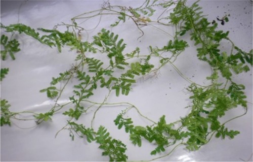Figure 1 Selaginella myosurus plant.