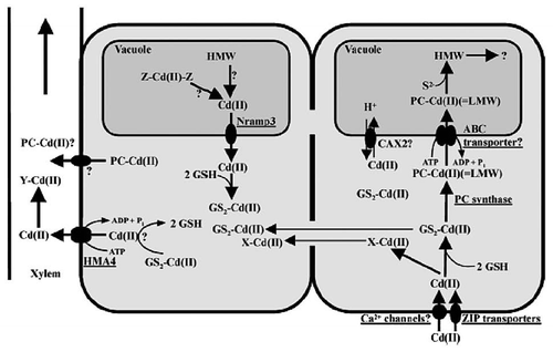 Figure 1 A schematic representation of processes involved in the uptake, sequestration and translocation of Cd++.
